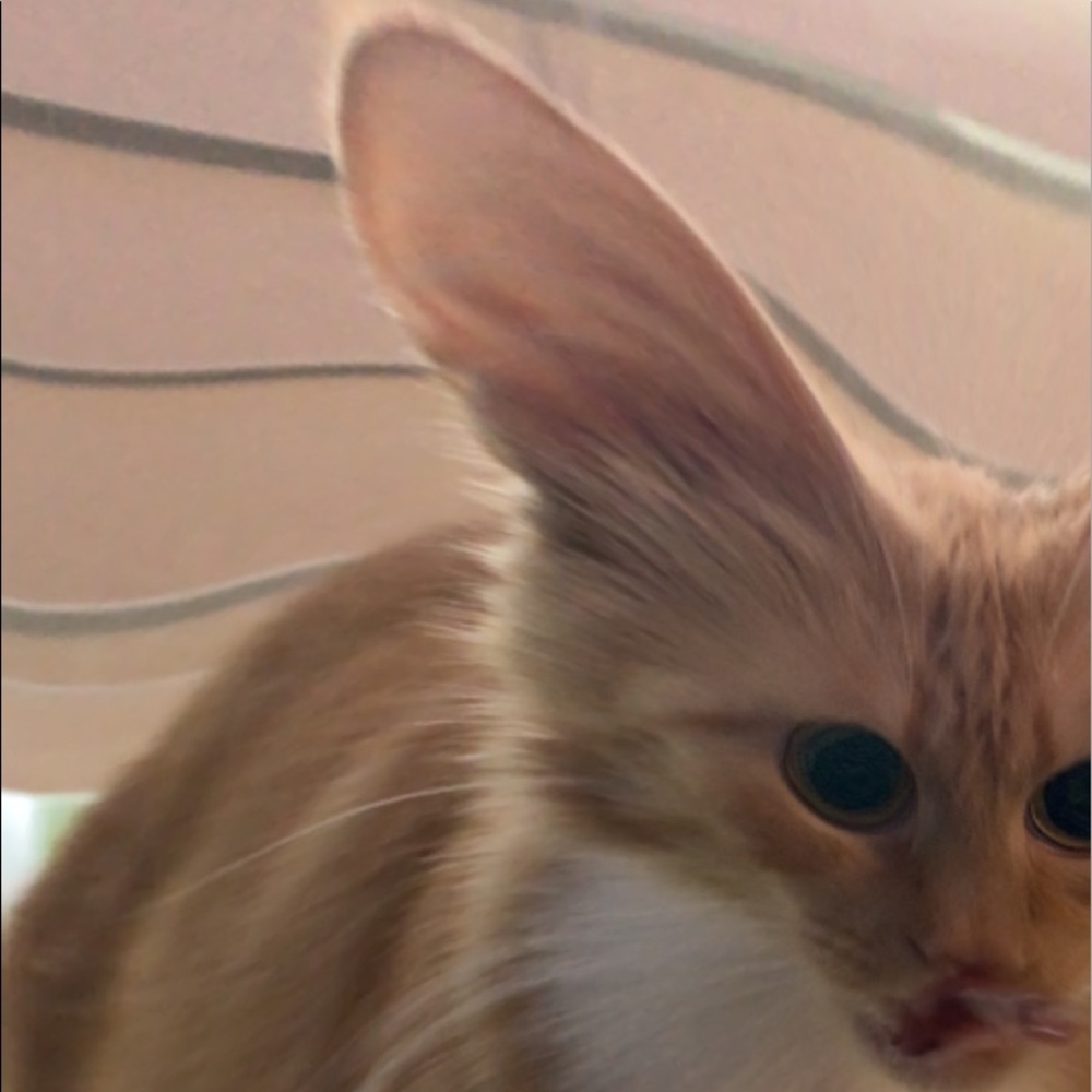 Meet your Posher, Hayden